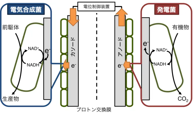 Fig. 1-1 BES 3  カソード  アノード e -e-プロトン交換膜 電位制御装置 電気合成菌  発電菌  有機物 CO2 NAD+NADHe-前駆体 生産物 NAD+NADHe