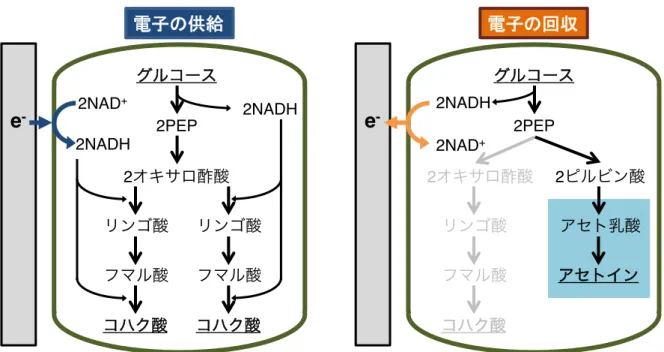 Fig. 1-2  3PEP:  3 グルコース 2PEPコハク酸e-2NADH2オキサロ酢酸リンゴ酸フマル酸コハク酸リンゴ酸フマル酸2NADH2NAD+ グルコース 2PEP2NADH2オキサロ酢酸2 ピルビン酸アセト乳酸アセトインコハク酸リンゴ酸フマル酸2NAD+e
