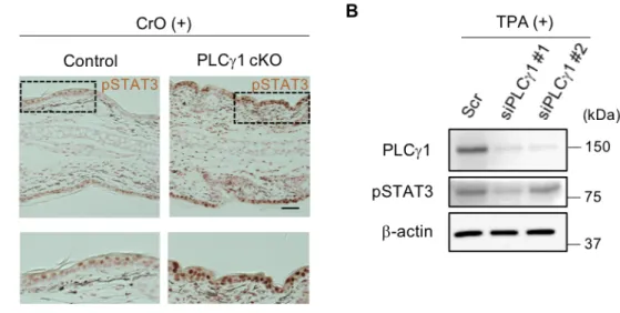 図 12  PLC g １  cKO マウスの刺激性接触皮膚炎病変部では STAT3 のリン酸化状態が亢進 する 