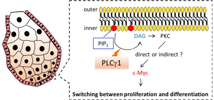 図 15  PLC g １は PKC の活性化を介して c-Myc の発現を調節することで正常な皮脂腺形成 を制御する可能性が考えられる  PLCg1 は PKC の活性化を促進し、 PKC 下流の c-Myc の発現量を調節することで c-Myc の 発現量に応じた皮脂腺細胞の増殖、分化が起き、正常な皮脂腺形成を制御する可能性がある。 本研究により、ケラチノサイト特異的な PLCg1 の欠損が刺激性接触皮膚炎応答を増強する ことが明らかとなった  (図 10)。当研究室では以前に、 PLC アイソザイムの
