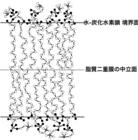 図 1.2: 脂質二重膜の模式図。水 - 炭化水素鎖の境界面は、ほとんどすべての炭化水 素鎖が水に接触する面である。内外の境界面のほぼ中間には脂質二重膜の中立面が ある。 が存在するときを考える。 N 個の脂質分子の自由エネルギーは、誘引的な疎水性 (hydrophobic) 相互作用と、反発的な親水性 (hydrophilic) 相互作用、反発的な炭化水 素鎖の立体 (steric) 相互作用に対応する自由エネルギーの和として表すことができる [20] 。