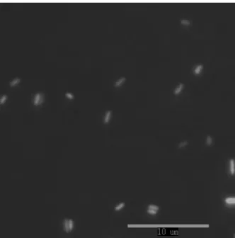 Fig. 2 DAPI NU-1 1000