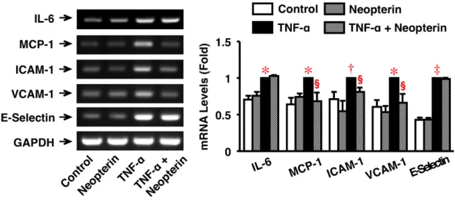 図 5. HAEC に おけ る炎 症 反応 の mRNA 発 現に 対す る Neopterin の 作用 。 