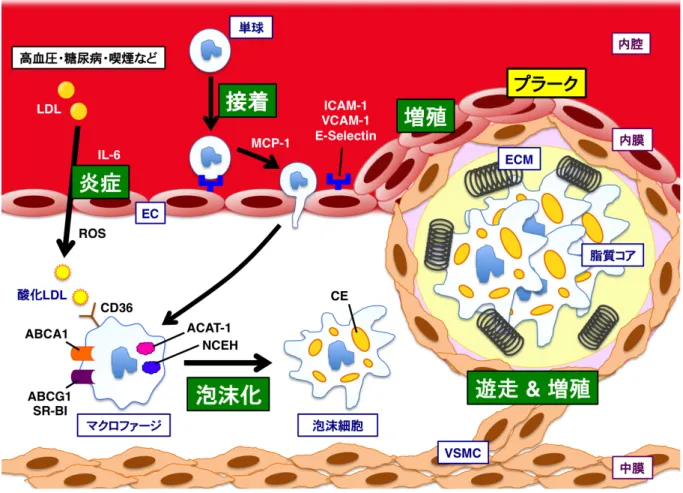 図 1:  動脈硬化の初期病変形成のメカニズム 