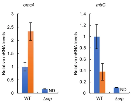 Figure 4. qRT-PCR WT ∆crp omcA mtrC qRT-PCR   ( )  10 mM   ( )  LM WT mRNA 1 3 ND: not determined (∆crp ) 00.511.522.53WT∆crp