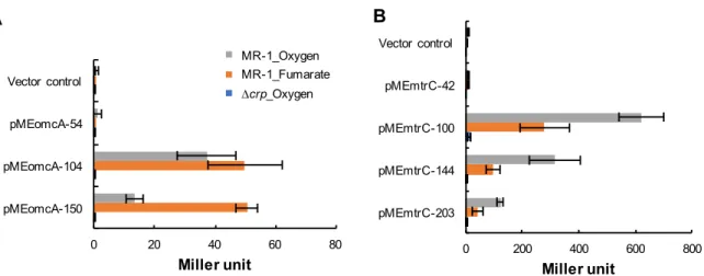 Figure 6. 5′ β- omcA (A)  mtrC (B)  5′ pME WT ∆crp   (WT;  , ∆crp;  )    (WT;  )  LacZ 30204060 80pMEomcA-150pMEomcA-104pMEomcA-54Vector controlMiller unitA 0 200 400 600 800pMEmtrC-203pMEmtrC-144pMEmtrC-100pMEmtrC-42Vector controlMiller unitBMR-1_OxygenMR