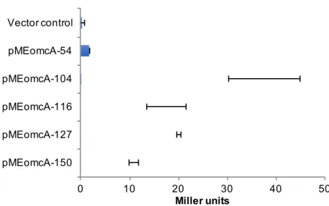 Figure  7.  5′ β- omcA 5′ pME WT LacZ 301020 30 40 50pMEomcA-150pMEomcA-127pMEomcA-116pMEomcA-104pMEomcA-54Vector controlMiller units