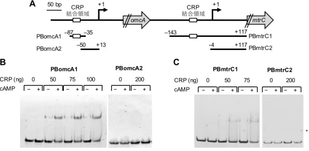 Figure 8.    (EMSA)  omcA mtrC CRP A.  DNA 5′ 3′ TSP  (+1)  TSS Figure 2 B, C. cAMP   ( ; +,  ;  -)  CRP DNA PCR 5′ Cy3 CRP   (*) CRP (ng)cAMP−+−+−050751000200PBomcA1PBomcA2−++−+−+ *CRP (ng)cAMP−+−+−050750200+−+−+PBomcA1+150 bpomcAmtrC+1–87–35PBomcA2–50+13