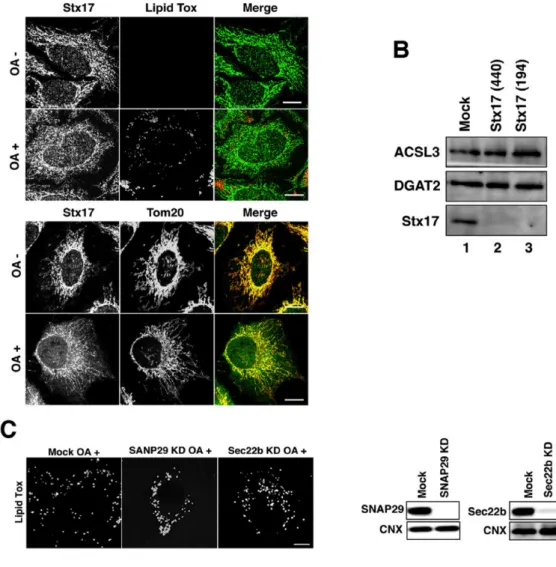 Fig. 2. Stx17 is specifically related to LD formation. 
