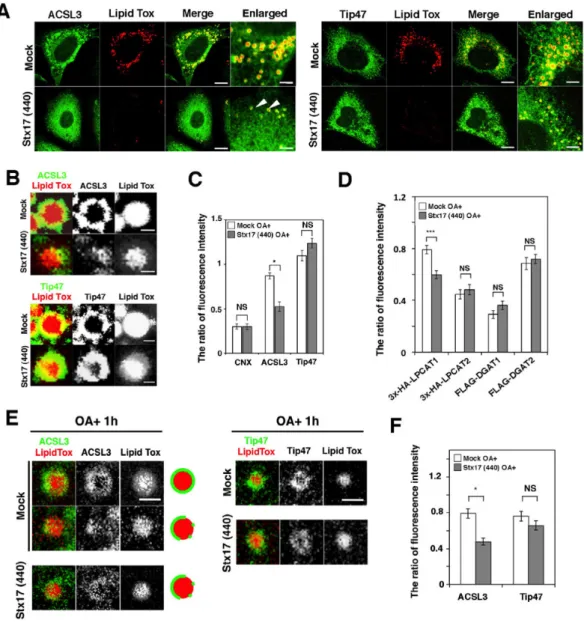 Fig. 4. Aberrant distribution of ACSL3 on LDs in Stx17-silenced cells. 