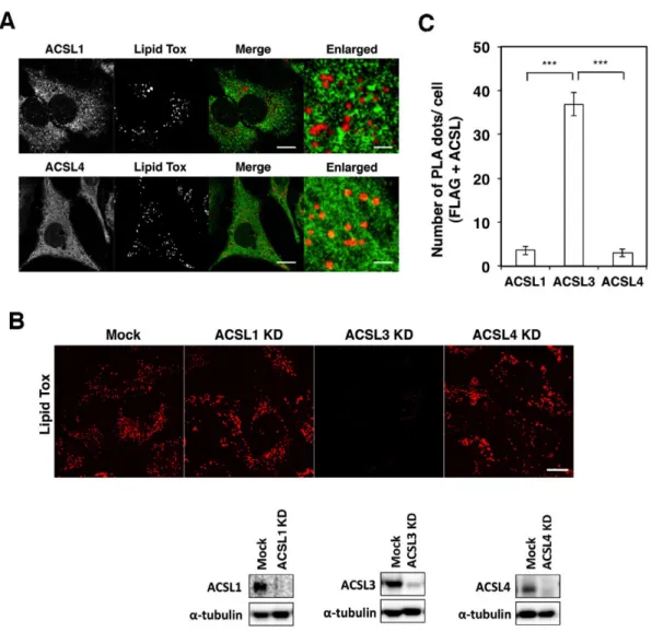 Fig. 5. ACSL3 specifically regulates LD biogenesiss and Stx17 interacts with ACSL3. 