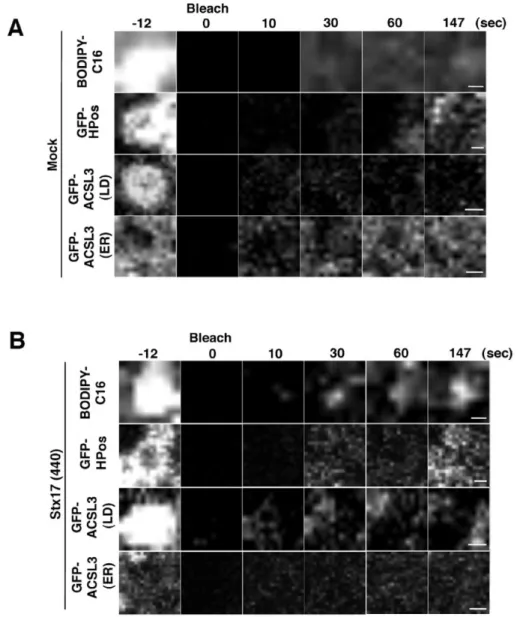 Fig.  7.  LDs  are  closed  to  the  ER  in  Stx17-silenced  cells.  The  images  in  FRAP  experiments