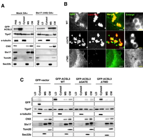 Fig. 8. Localization of GFP-ACSL3 and its mutants.   