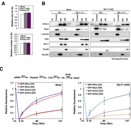 Fig. 9. Analysis of nascent LDs in HeLa cells.   