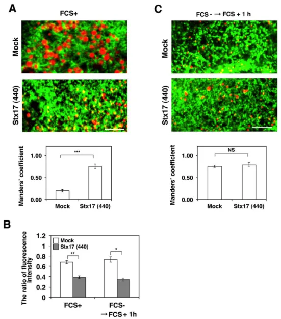 Fig. 11. Aberrant distribution of ACSL3 on LDs in Stx17-silenced Huh7 cells. 