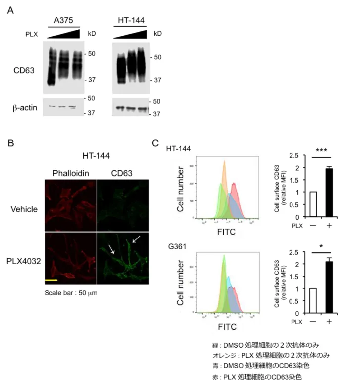 Figure 7. Vemurafenib 処理により CD63 の平均分子量および細胞膜局在が増加する 