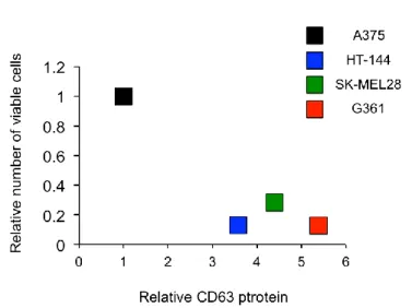 Figure 8.  メラノーマ細胞の Vemurafenib 耐性は CD63 発現量と逆相関する  (A)  示した BRAF 変異ヒトメラノーマ細胞の CD63 量とチューブリン量（コントロール）を  WB によ り解析した。数値は CD63 の値をアクチンの値でノーマライズし、A375 細胞の値を 1 として相対的に 示した。A375 細胞では他の細胞株に比べ、CD63 タンパク質量が約 5 分の 1 であった。(B)  示したヒ トメラノーマ細胞  ( 1x10 4 個)  をそれぞれ播種し、PL