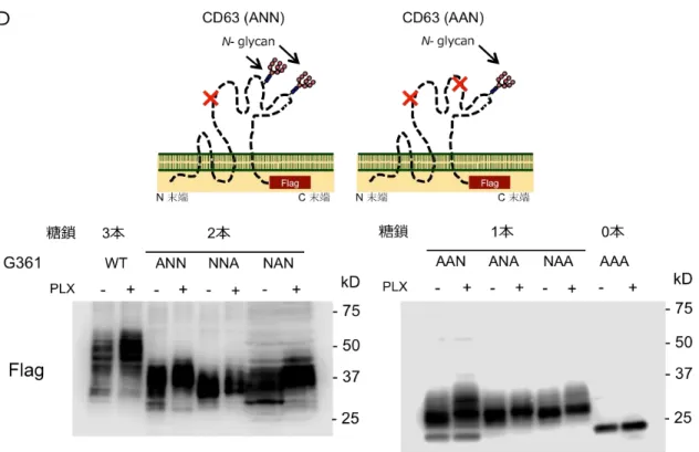 Figure 10. Vemurafenib 処理による CD63 平均分子量の増加は糖鎖構造の変化による 