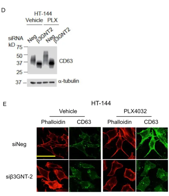 Figure 12. Vemurafenib 処理により CD63 に付加するポリラクトサミン量が増加する 