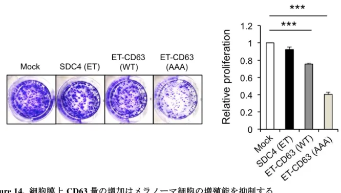 Figure 14.  細胞膜上 CD63 量の増加はメラノーマ細胞の増殖能を抑制する     