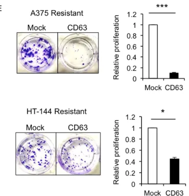 Figure 15. CD63 過剰発現は Vemurafenib 耐性メラノーマ細胞の増殖能を抑制する 
