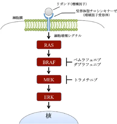 Figure 3.  メラノーマに対する低分子性分子標的薬の作用機序  RAS-RAF-MEK-ERK 経路は、増殖因子からのシグナルを細胞内に伝達する上で重要な経路である。メ ラノーマ細胞ではこの経路が恒常的に活性化することで悪性化が促進されている。そのため、 BRAF 阻害剤としてベムラフェニブ、ダブラフェニブが MEK 阻害剤としてトラメチニブが開発され、メラノ ーマに対する薬剤療法として用いられている。  3-3  メラノーマにおける Vemurafenib 耐性獲得機構    メラノーマの BRA