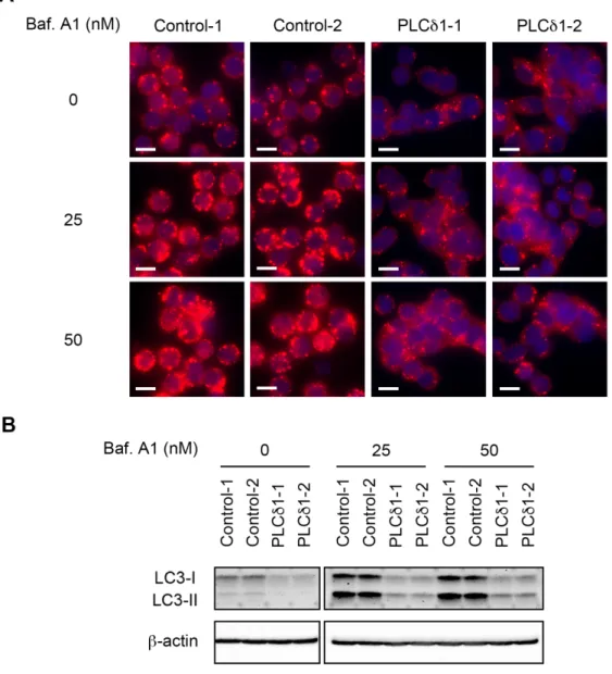 Fig. 4 PLC δ1  の過剰発現は オートファジーを抑制する  (A)  PLCδ1  過剰発現  (PLCδ1-1,  -2)  及びコントロール  SW620  細胞  (Control-1,  -2)  を  Baf.A1  添加または未添加の EBSS  (飢餓)  で 3 時間培養し，LC3  を抗  LC3  抗体 で，核を Hoechst 33342  で染色した。赤  : LC3，青  :  核，スケールバー  : 10 µm。 (B)  LC3-I  及び  LC3-II  を抗 