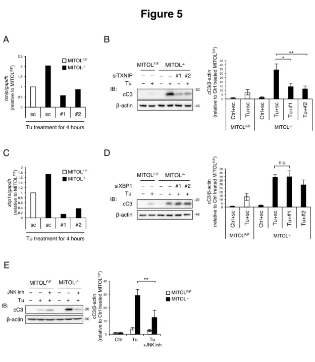 Figure 5 A -20 -50cC3MITOLF/FMITOL-/-TuJNK inh β-actin − + + − + +−−+−− +IB: 0 10203040 Ctrl Tu ** Tu +JNK inh MITOL -/-MITOL F/F