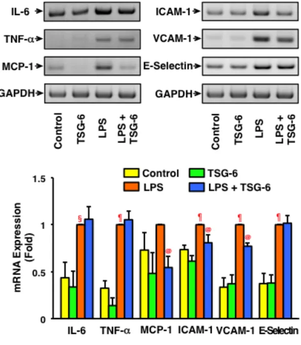 図 5.  ヒ ト血 管内 皮 細胞 にお け る炎 症反 応に 対 する TSG-6 の 作用 