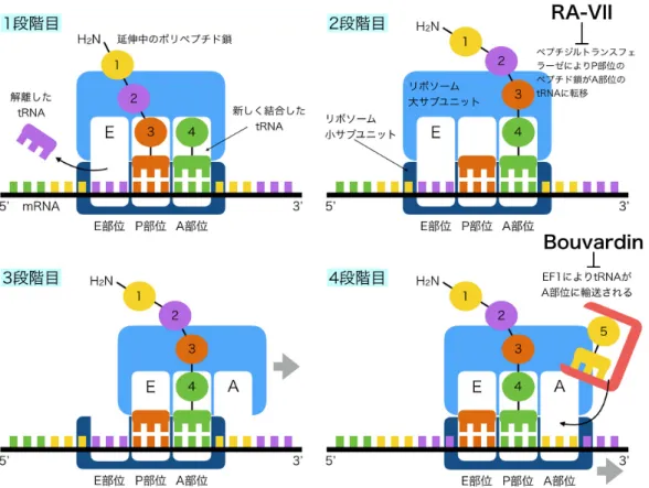 図 1.7  mRNA の翻訳の概要  [33] 
