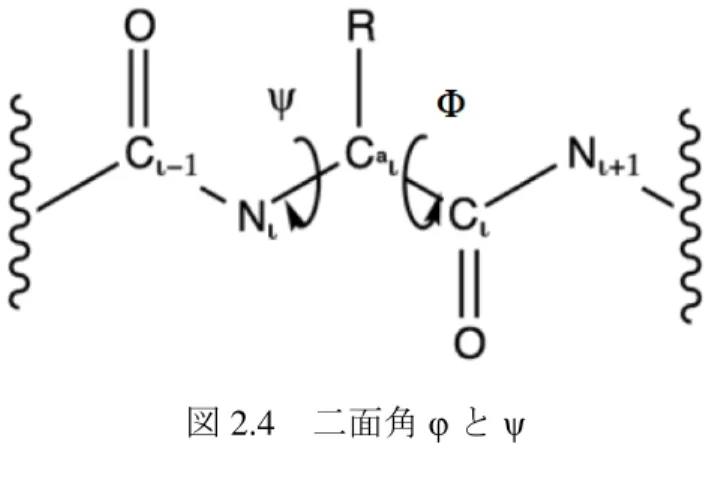 図 2.4  二面角 φ と ψ  2.2.8.6  自由エネルギー地形  自由エネルギー地形の算出を MD シミュレーション中の出現頻度を基にして行っ た。 ∆