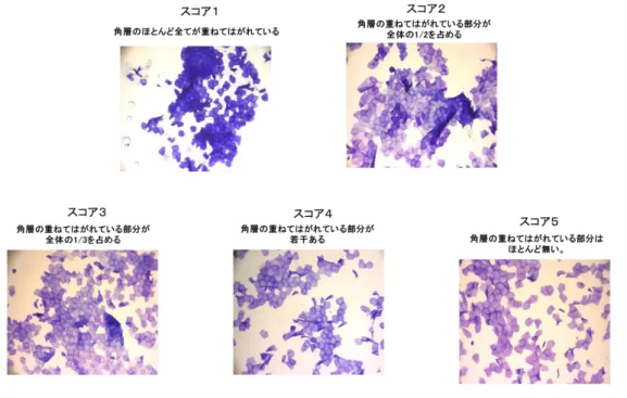 Fig. 2-1  角層細胞の形態評価スコアの評価基準 