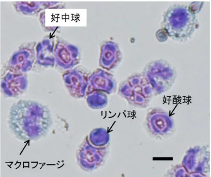 Fig. 1  炎 症 細 胞 サ イ ト ス ピ ン 標 本