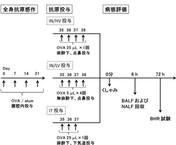 Fig. 2 疾 患 特 異 的 マ ウ ス モ デ ル 構 築 お よ び 病 態 評 価 方 法