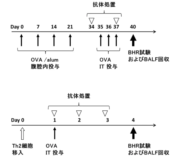 Fig. 1  気 管 支 喘 息 の 惹 起 、 抗 体 投 与 お よ び 病 態 評 価 方 法