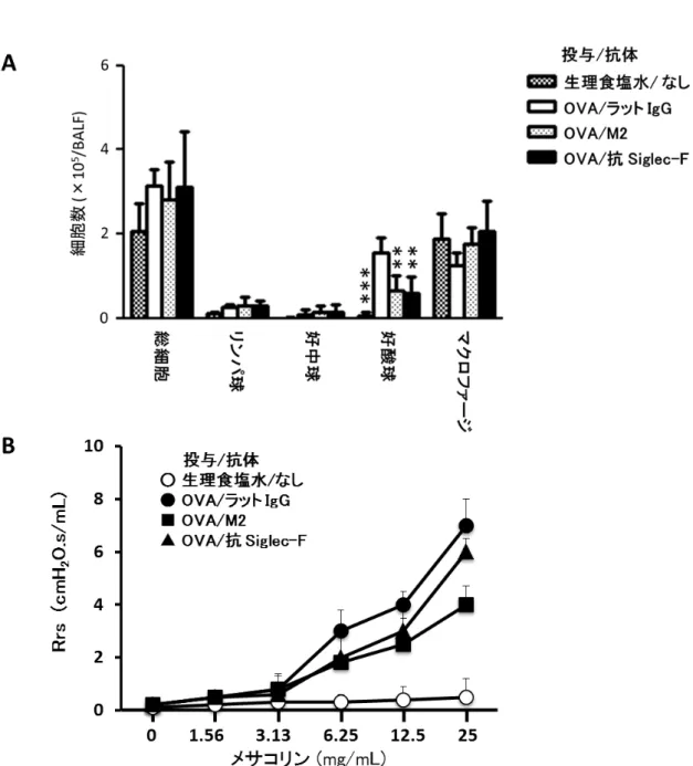 Fig.  4 Th2 細 胞 移 入 モ デ ル に お け る 好 酸 球 浸 潤 お よ び BHR 亢 進 に 対 す る M2 の 効 果