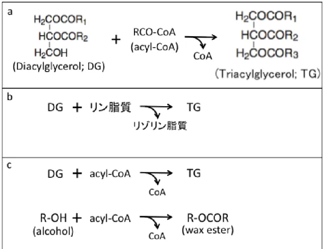 Fig. 0-2 TG 合成系酵素の既知の活性 . a, DGAT; b, PDAT; c, WS/DGAT 