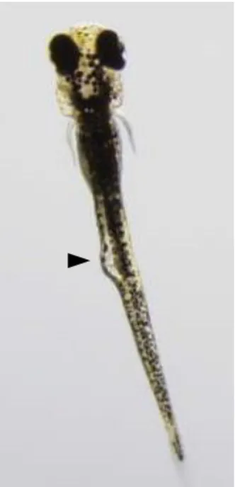 Fig. 4  ロキサピンによるゼブラフィッシュ胚 への影 響  ロキサピン 1.3ppm  ヒレ低 形 成  