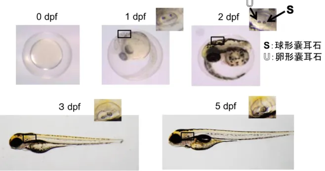 Fig.  １  ゼブラフィッシュ胚 および内 耳 の発 達  