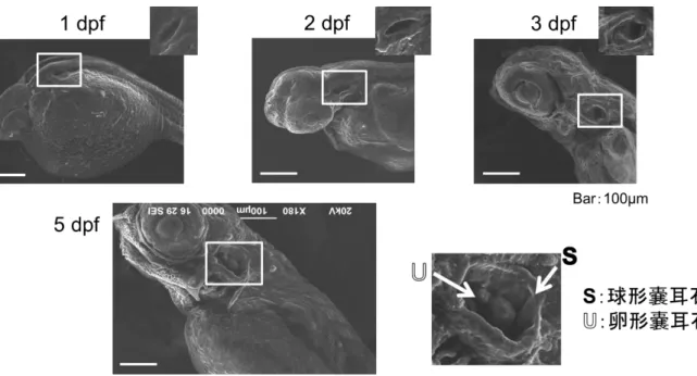 Fig. 2  走 査 型 電 子 顕 微 鏡 によるゼブラフィッシュ胚 の観 察  