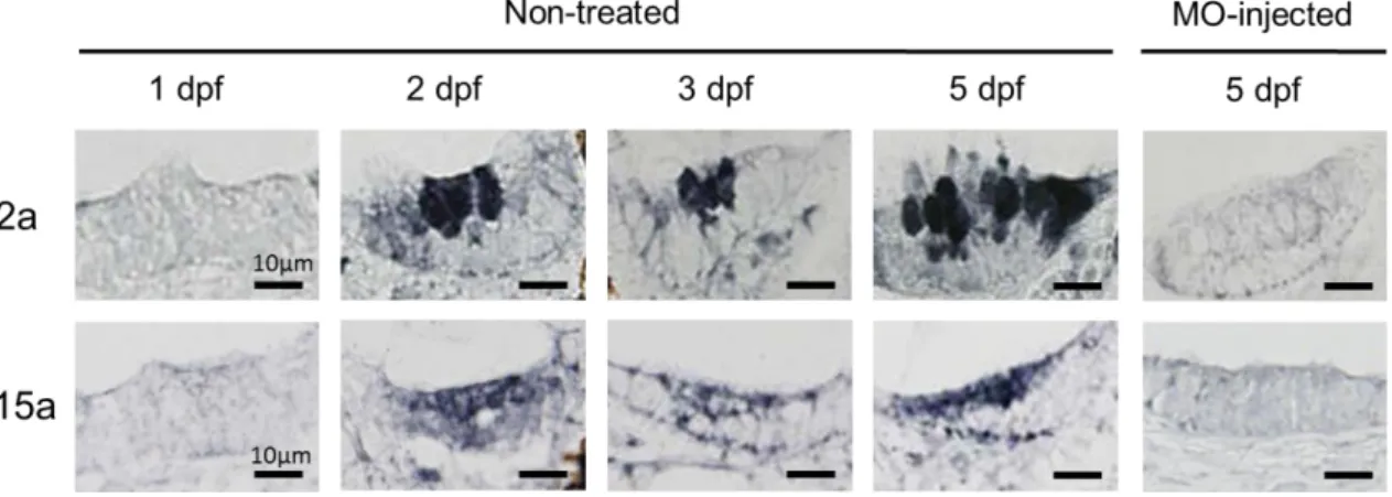 Fig. 7  ゼブラフィッシュ胚 発 生 過 程 における CA2a および CA15a の発 現  
