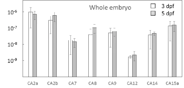 Fig. 8  ゼブラフィッシュ胚 に発 現 する CA アイソフォーム mRNA 発 現 量  