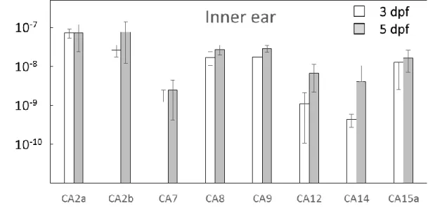 Fig. 9  ゼブラフィッシュ内 耳 に発 現 する CA アイソフォーム mRNA 発 現 量  
