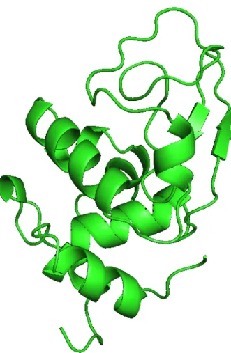 図 2.1.1  生体高分子の立体構造の可視化例：リゾチームの構造（PDB ID: 1AKI [59]） 2.1.2.  分子動力学法の概要   分子動力学法は