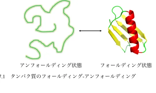 図 2.7.1   タンパク質のフォールディング - アンフォールディング