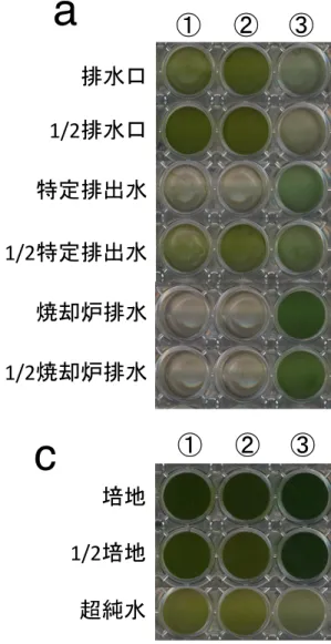 Fig. 2    排 水 中 に お け る Chlamydomonas 、 Synechocystis の 生 育    OD 7 3 0 =0.5〜 １ ま で 培 養 し た 細 胞 を リ ン 酸 を 含 ま な い 培 地 で 3 回 洗 っ た 後 、各 排 水 や 培 地 、 超 純 水 2.9  mL 中 に 0.1  mL 添 加 し 1 週 間 振 と う 培 養 し た 。「 1/2 」 は 、排 水 や 培 地 を 超 純 水 で 2 倍 希 釈 し た こ と を 示 す 。a 