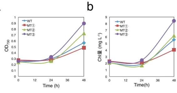 Fig.  8    Synechococcus 野 生 株 お よ び PTB2 導 入 株 の 生 育 と ク ロ ロ フ ィ ル 量 の 変 化    対 数 増 殖 期 (OD 7 3 0 =0.3)ま で 培 養 し た 細 胞 を 新 し い BG-11(+P)培 地 ( リ ン 酸 濃 度 0.2mM) に 移 し 、 通 気 培 養 し た 際 の 生 育 と 、 ク ロ ロ フ ィ ル 量 の 変 化 を 調 べ た 。    a ： 生 育 の 変 化 、 b： ク ロ ロ フ ィ ル 