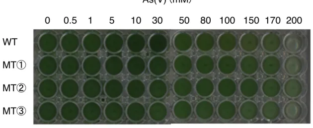 Fig. 9    Synechococcus 野 生 株 お よ び PTB2 導 入 株 の ヒ 酸 耐 性    BG-11(+P) 培 地 ( リ ン 酸 濃 度 0.2mM) で 対 数 増 殖 期 ま で 前 培 養 し た 細 胞 を 、種 々 の 濃 度 の ヒ 酸 を 添 加 し た 1.98  mL の BG-11(+P) 培 地 中 に 20μ L ず つ 添 加 し 、 1 週 間 振 と う 培 養 し た 。    WT ： 野 生 株 、 MT① 、 ② 、 ③ ： PTB2 