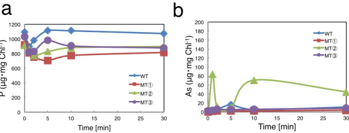 Fig. 10    Synechococcus 野 生 株 お よ び PTB2 導 入 株 の 、細 胞 内 リ ン 、ヒ 素 蓄 積 量    対 数 増 殖 期 (OD 7 3 0 =0.3)ま で 培 養 し た 細 胞 を 新 し い BG-11(+P)培 地 ( リ ン 酸 濃 度 0.2mM) に 移 し 、 ヒ 酸 を 終 濃 度 150mM に な る よ う 添 加 し 、 一 定 時 間 後 の 細 胞 内 P、 As 蓄 積 量 を 調 べ た 。    a ： 細 胞 内 リ ン