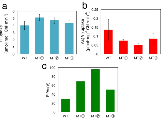 Fig.  11    Synechococcus 野 生 株 お よ び PTB2 導 入 株 の 細 胞 内 リ ン 酸 、 ヒ 酸 取 込 み 速 度        対 数 増 殖 期 (OD 7 3 0 =0.3)ま で 培 養 し た 細 胞 を リ ン 酸 欠 乏 培 地 で 洗 浄 、 BG-11(-P) 培 地 に て 24 時 間 培 養 し た 後 に 、 リ ン 酸 ま た は ヒ 酸 を 終 濃 度 10μ M に な る よ う 添 加 し 、 細 胞 内 へ の 取 込 み 速 